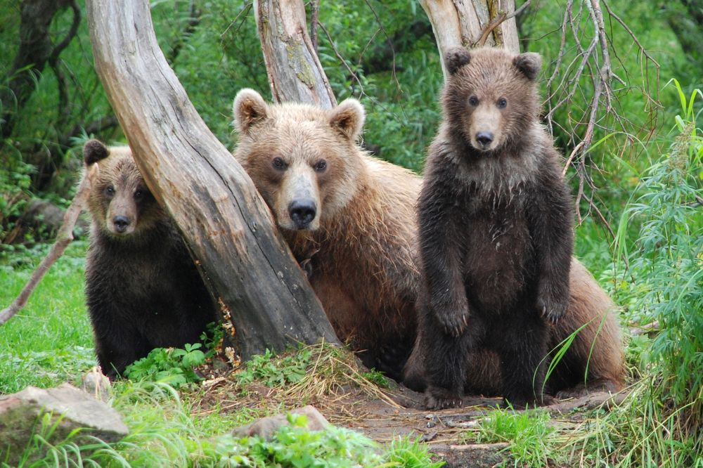 Photograph by Elena Poddubnaja