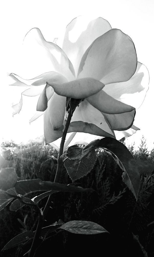 Фотография автора Аида Сидикходжаева