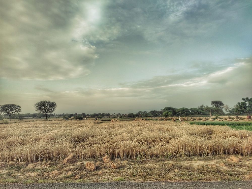 Photograph by Dr Abdullah Safeer