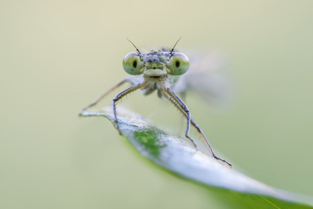 Photograph by Massimo Tamajo