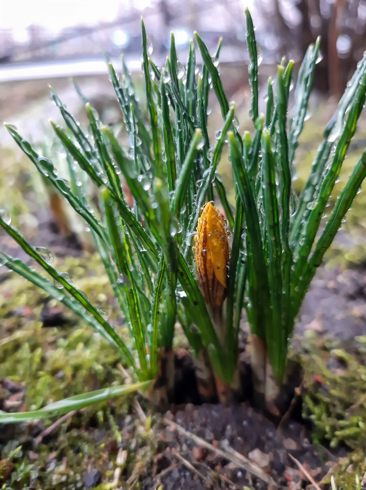 Фотография автора Светлана Дунаева