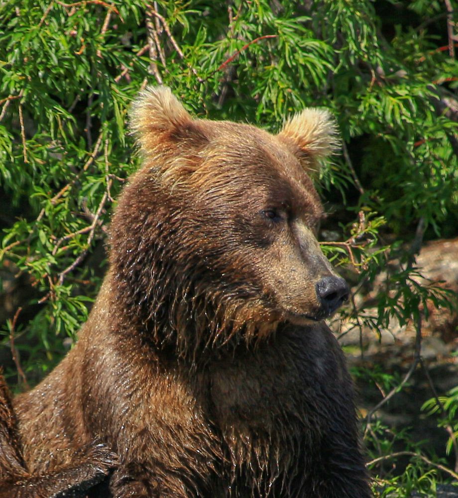 Фотография автора Александр Довганюк