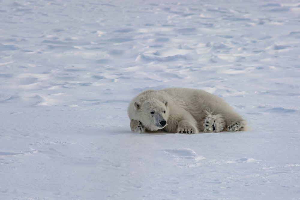 Фотография автора Ендовицкий Владимир