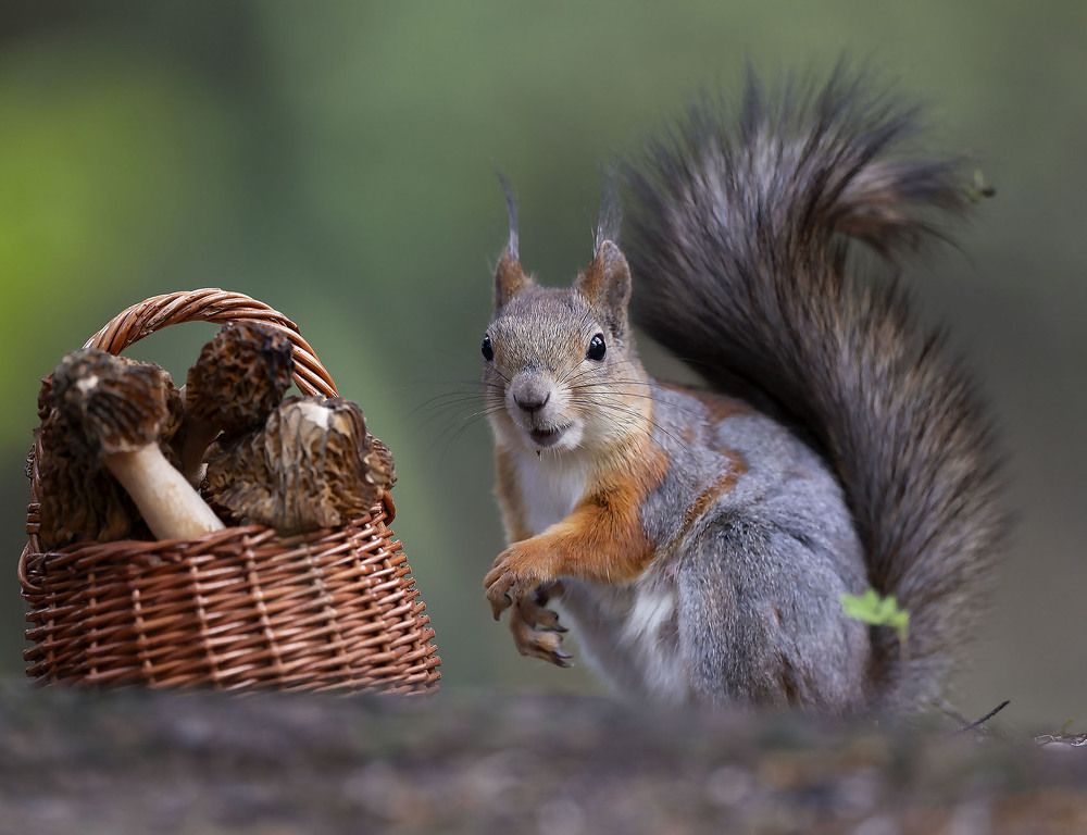 Белочка с добычей