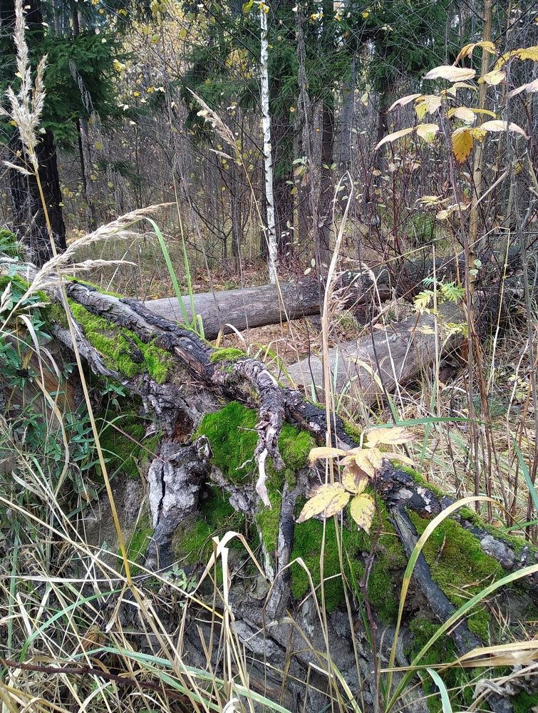 Photograph by Людмила М