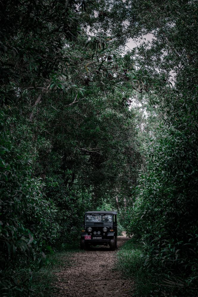 Photograph by DINETH NAMBUKARAWASAM MAHASARANGU HEWAG