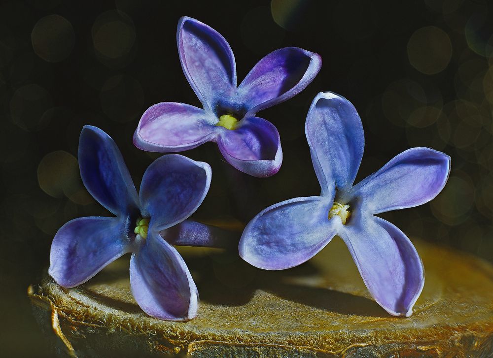 Цветы сирени