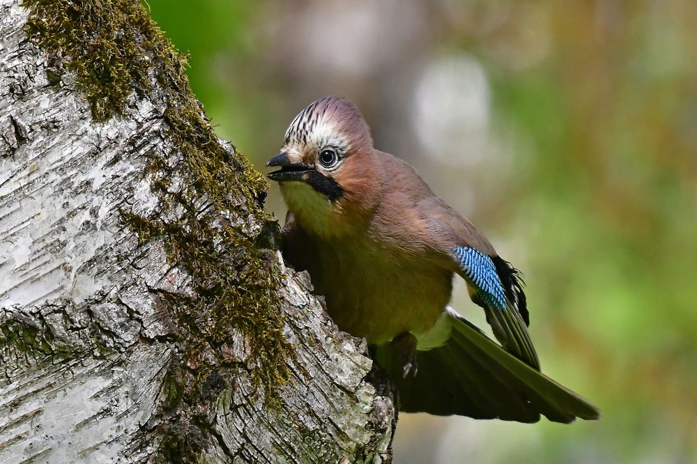 Photograph by Корнейчук Игорь