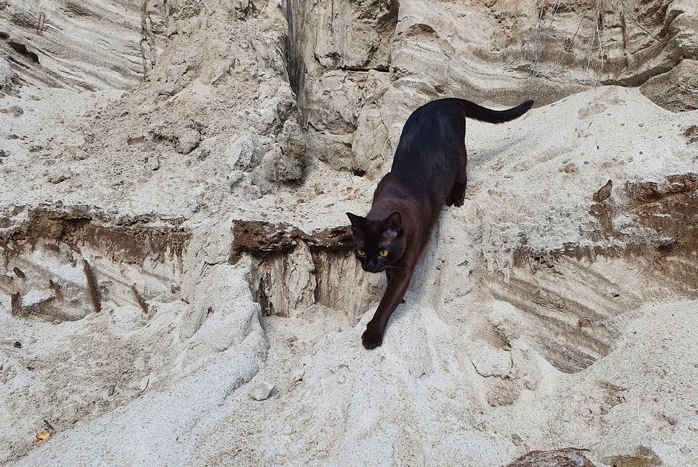Фотография автора Надежда Лисицына