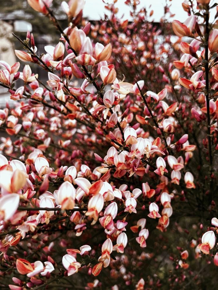 Фотография автора Диана Венетикиди