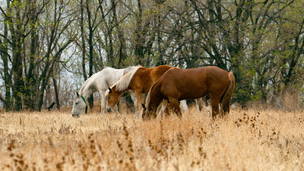 Три ббогатыря