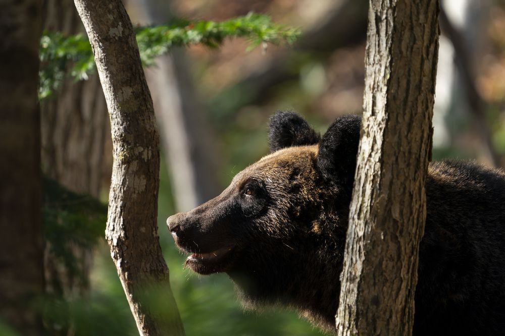 Photograph by Daichi Shimada