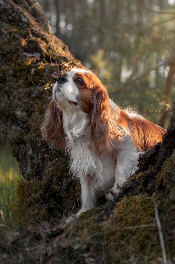 Photograph by Дарья Кончакова