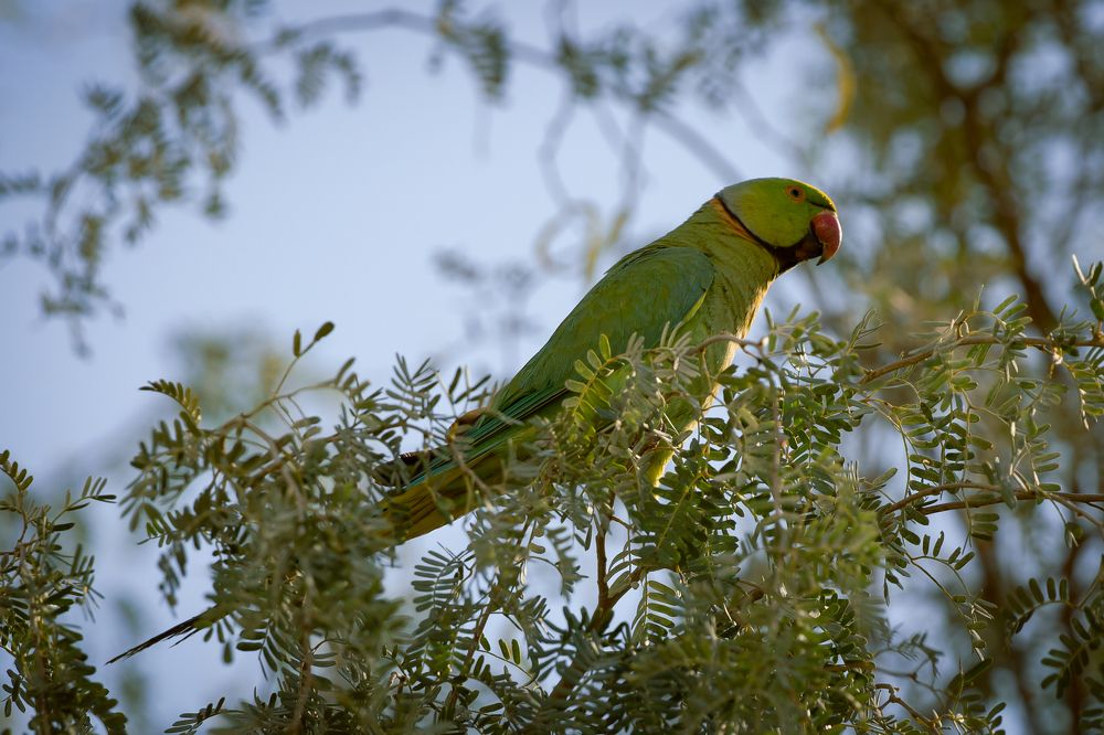 Day in life of Indian Ring-Necked Parakeet