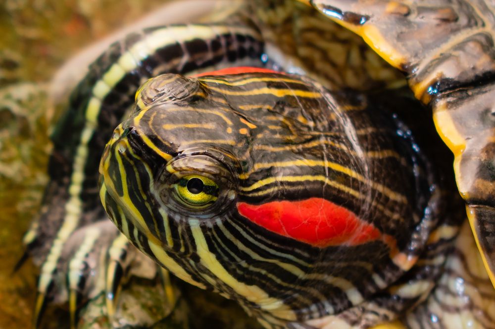 Photograph by Владимир Рогулькин