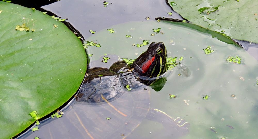 Photograph by Елена Казарина