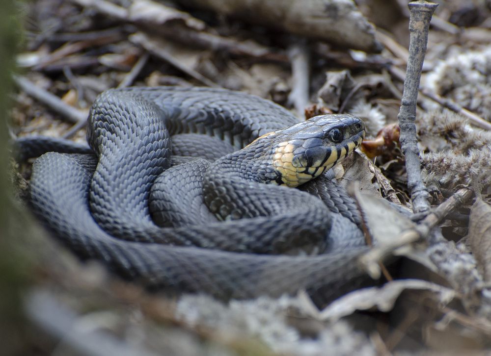 Photograph by Роман Кудрявцев