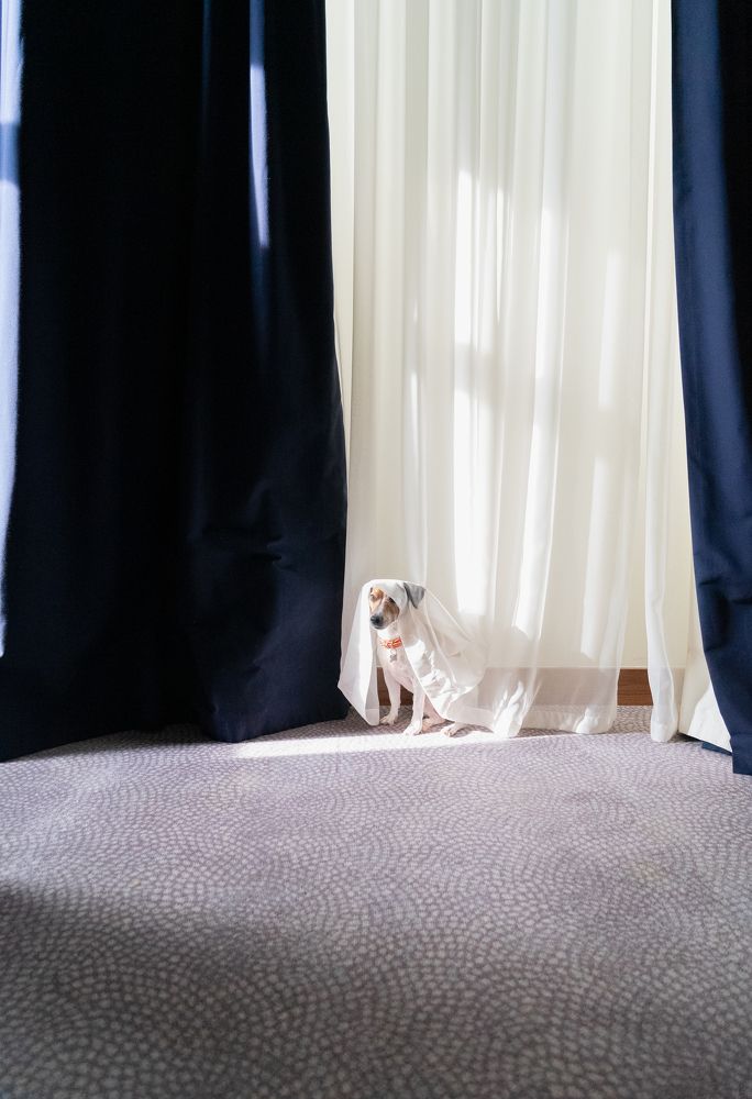 Пес под шторой