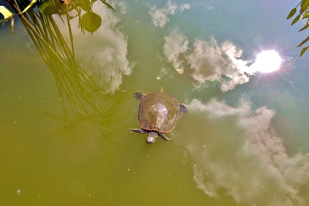 Photograph by backareva irina