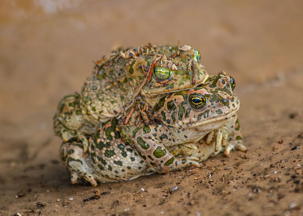 European green toad