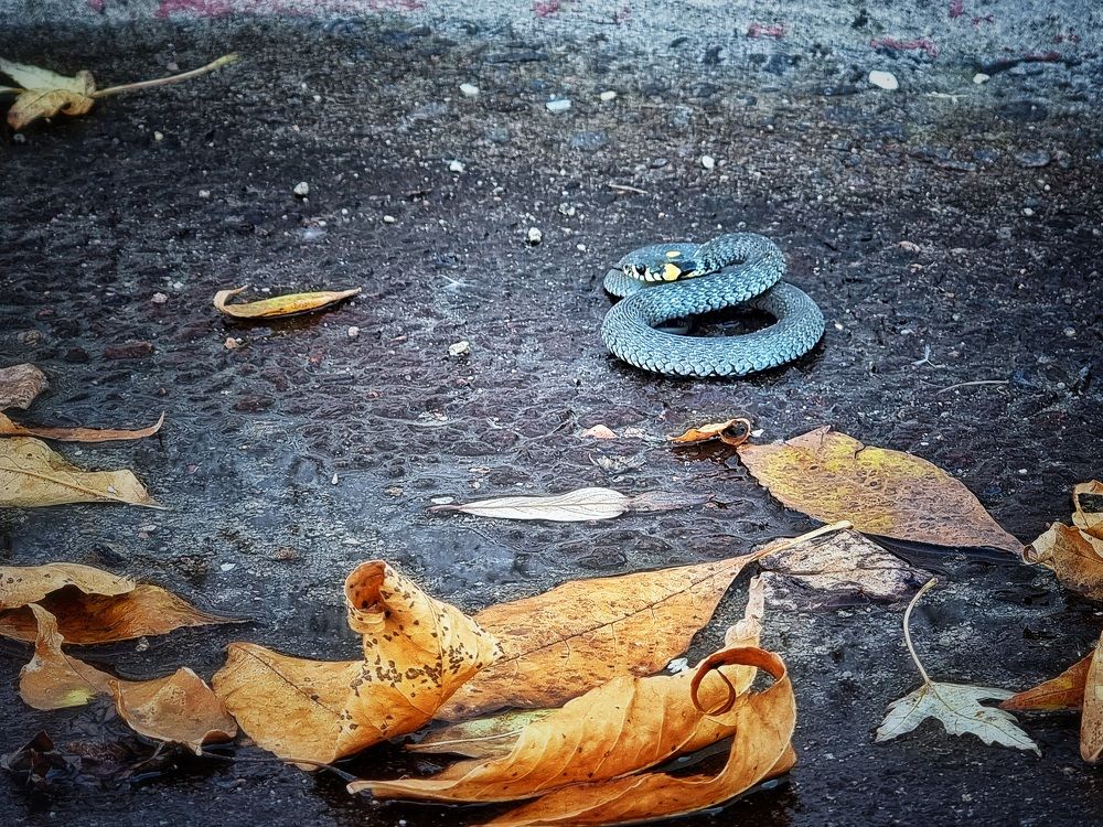 Фотография автора Дана Богинская