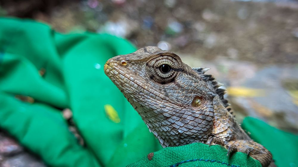 Photograph by Vijayakumar