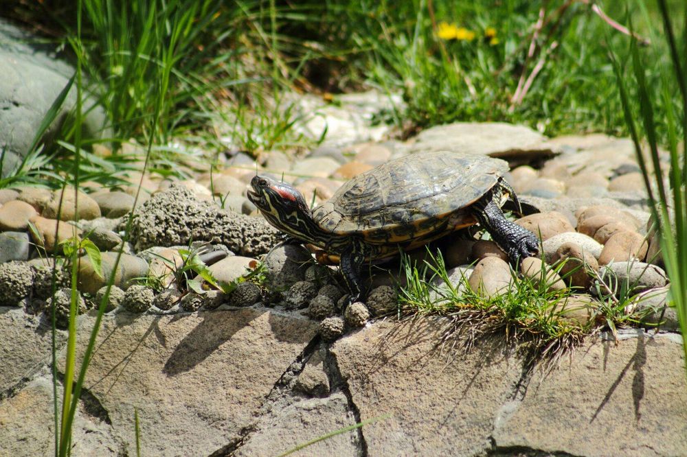 Photograph by Ирина Шибитова