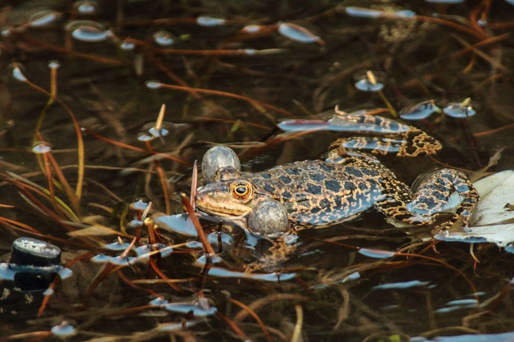 Photograph by Ирина Шибитова