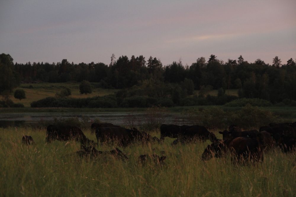 Фотография автора Анастасия Зверева