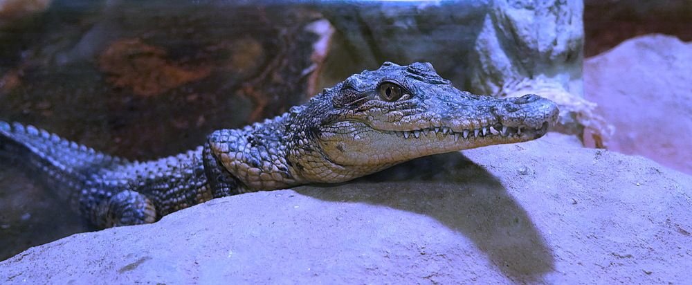 Фотография автора АЛЕКСАНДР ЦЫГЕЛЬНЮК