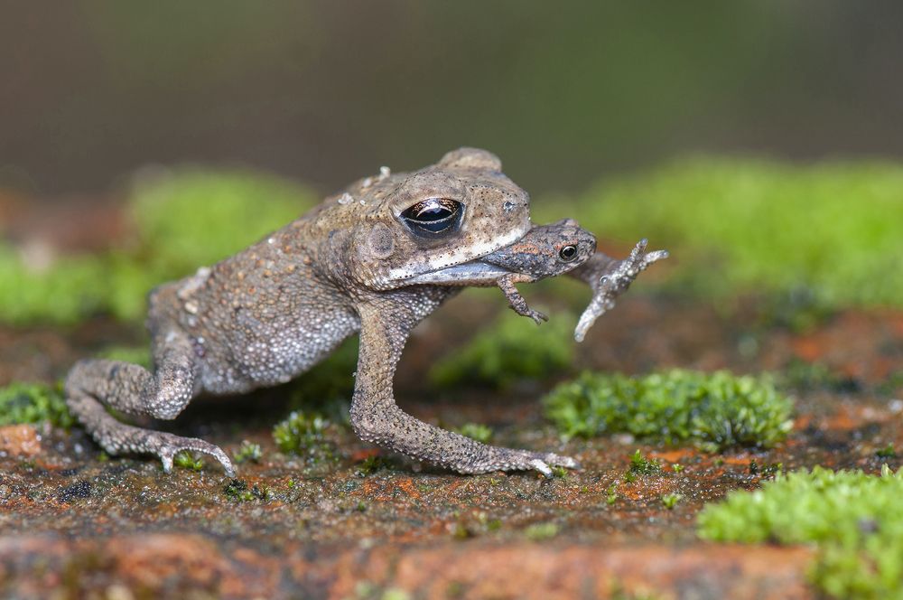 Photograph by Chamara Sulakkhana Polwatta Siriyalage