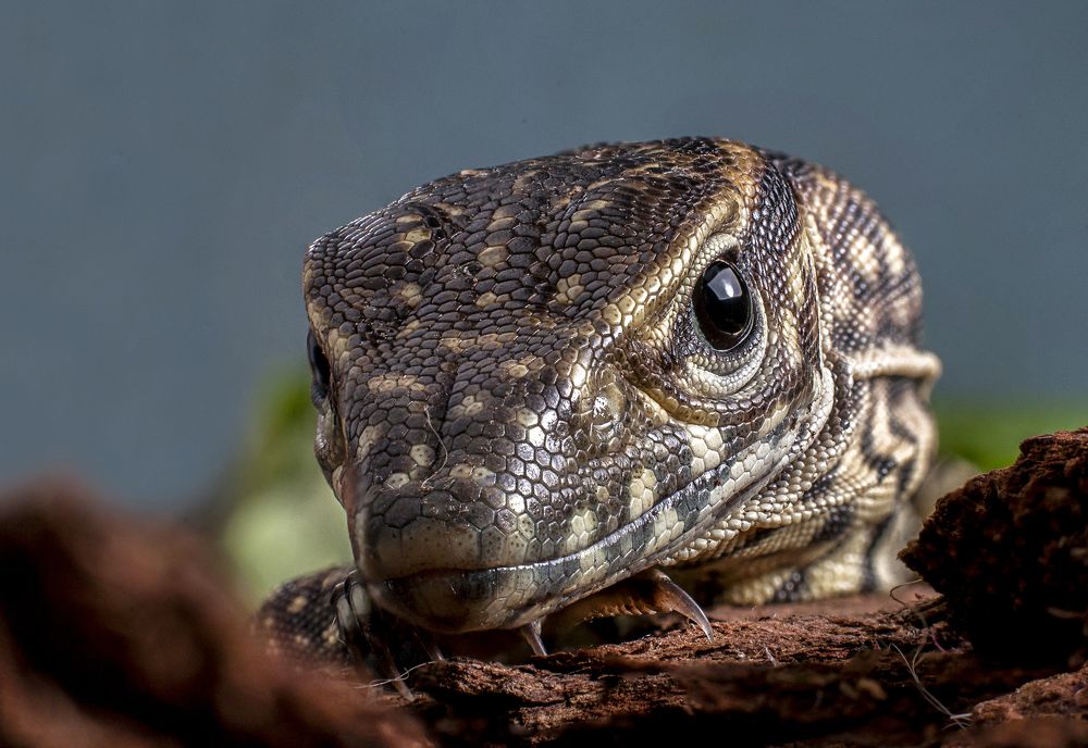 Photograph by Chamara Sulakkhana Polwatta Siriyalage