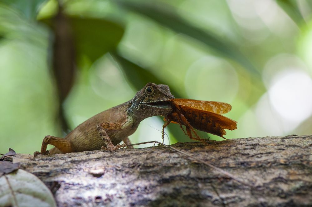 Photograph by Chamara Sulakkhana Polwatta Siriyalage