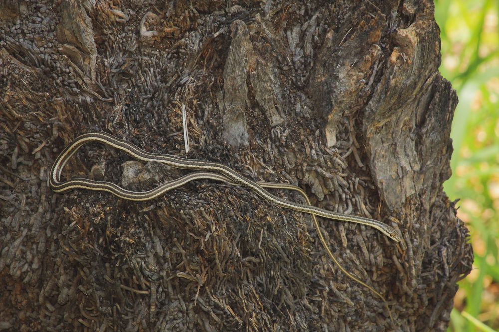 Photograph by Waleed Yousuf Alwahaibi