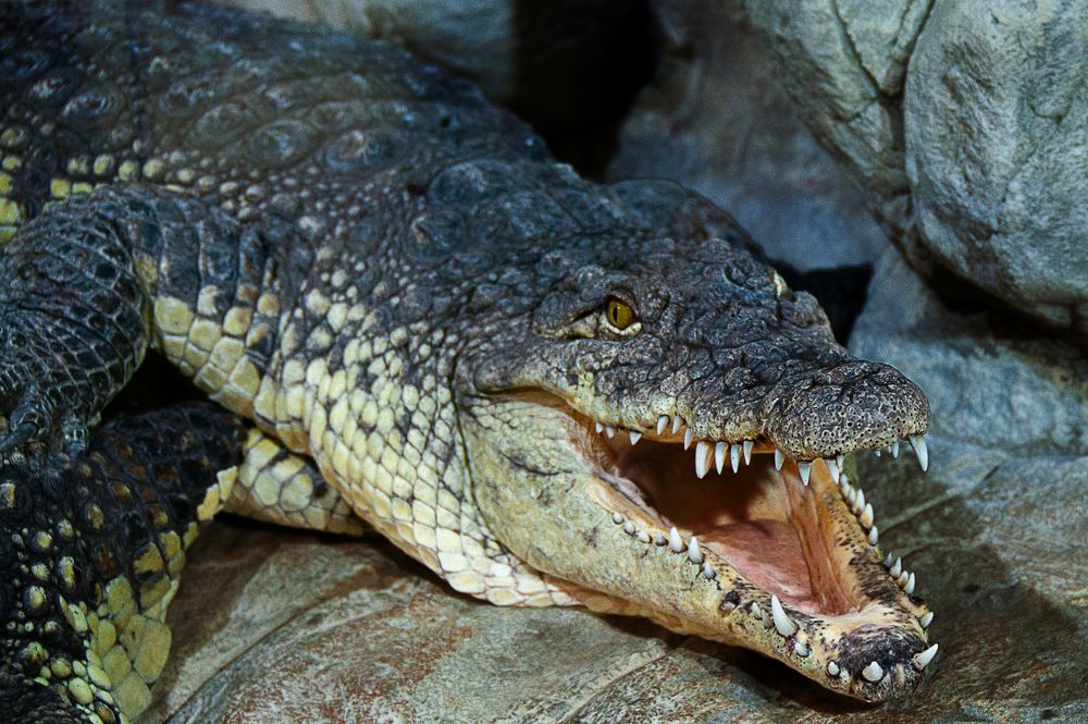 Photograph by Ашкинази-Исаченко Владимир