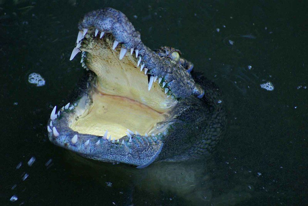 Photograph by Игорь Пшеничников