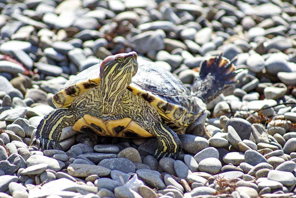 Photograph by Игорь Пшеничников