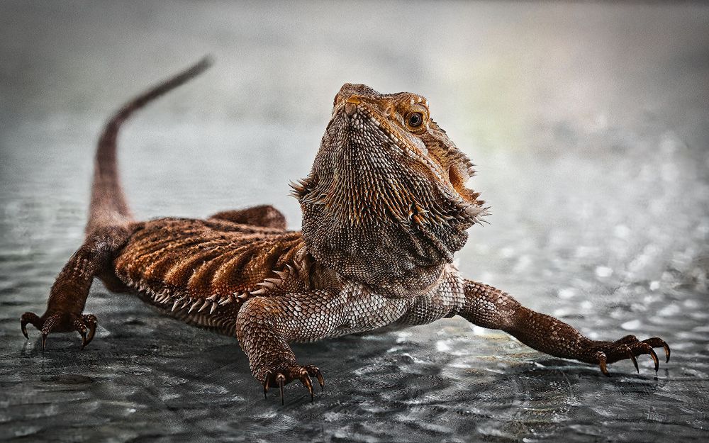 Photograph by Ray Asiala