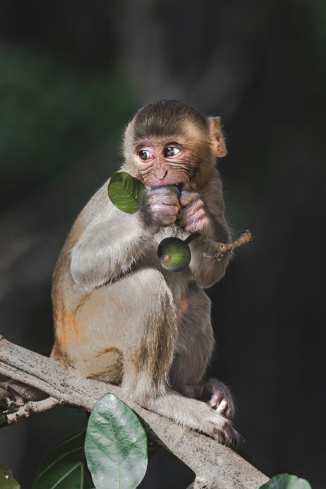 Innocence in the eyes