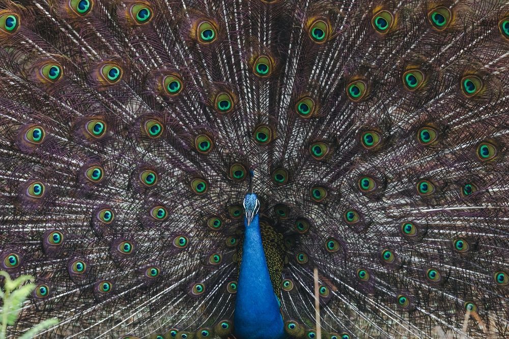 Photograph by Hardik Shah