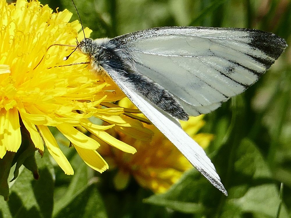 Photograph by Александр Кизим