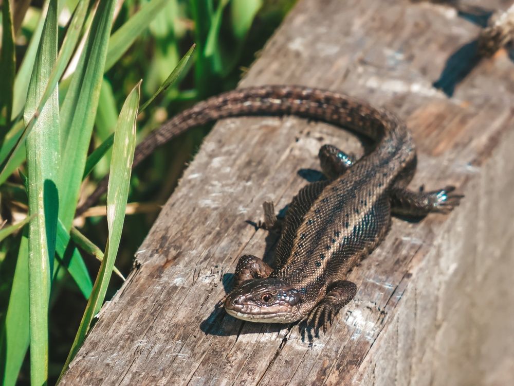 Photograph by Елена Гарипова