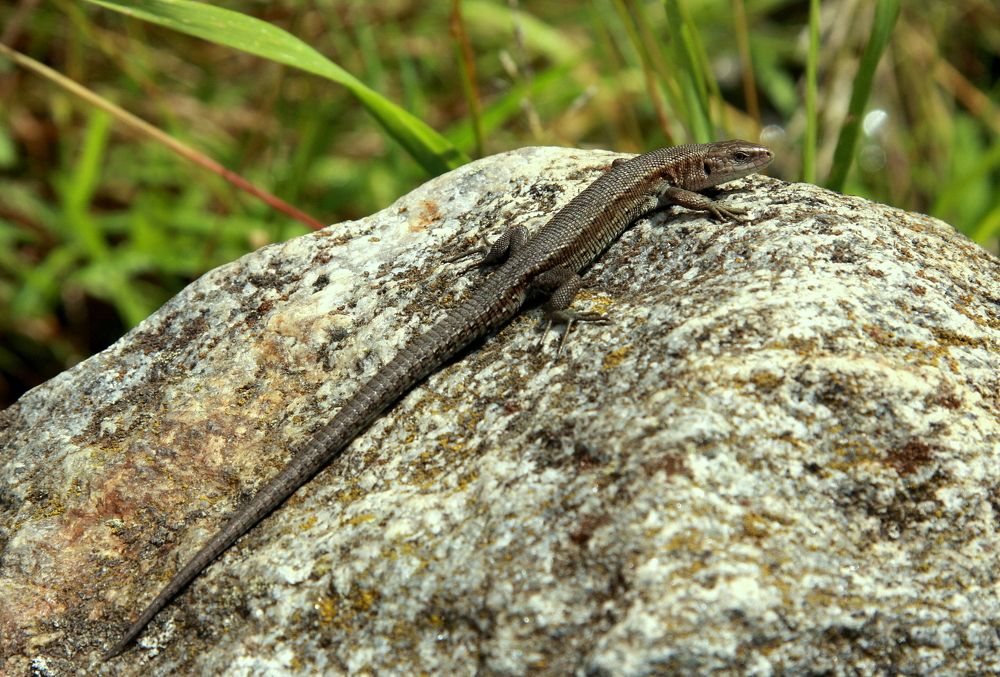Фотография автора Nelya  Lysenko