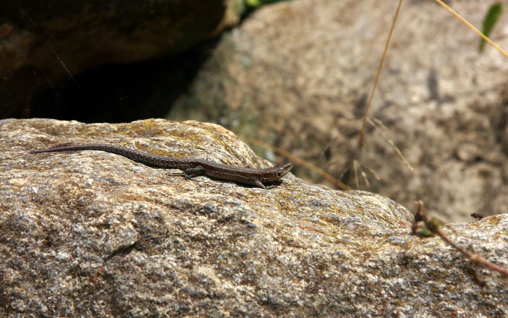 Фотография автора Nelya  Lysenko