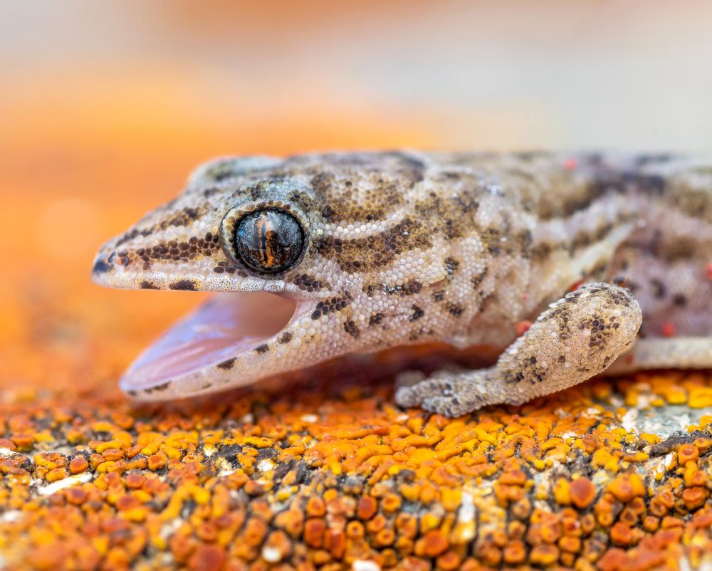 Garthia gaudichaudii smiling
