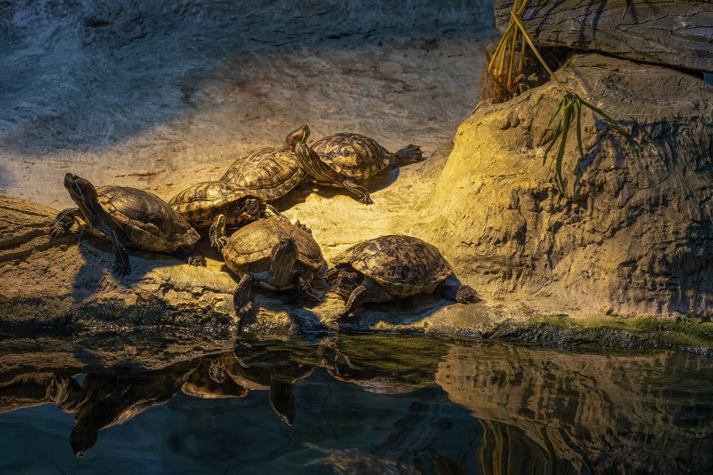 Photograph by Сергей Шпаков