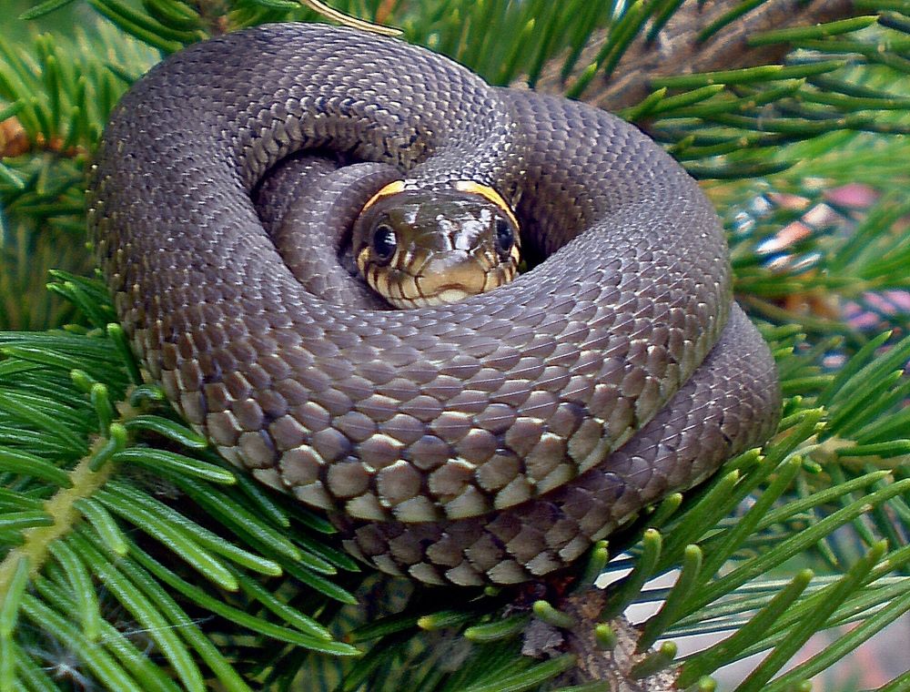 Photograph by Савоцкий Роман