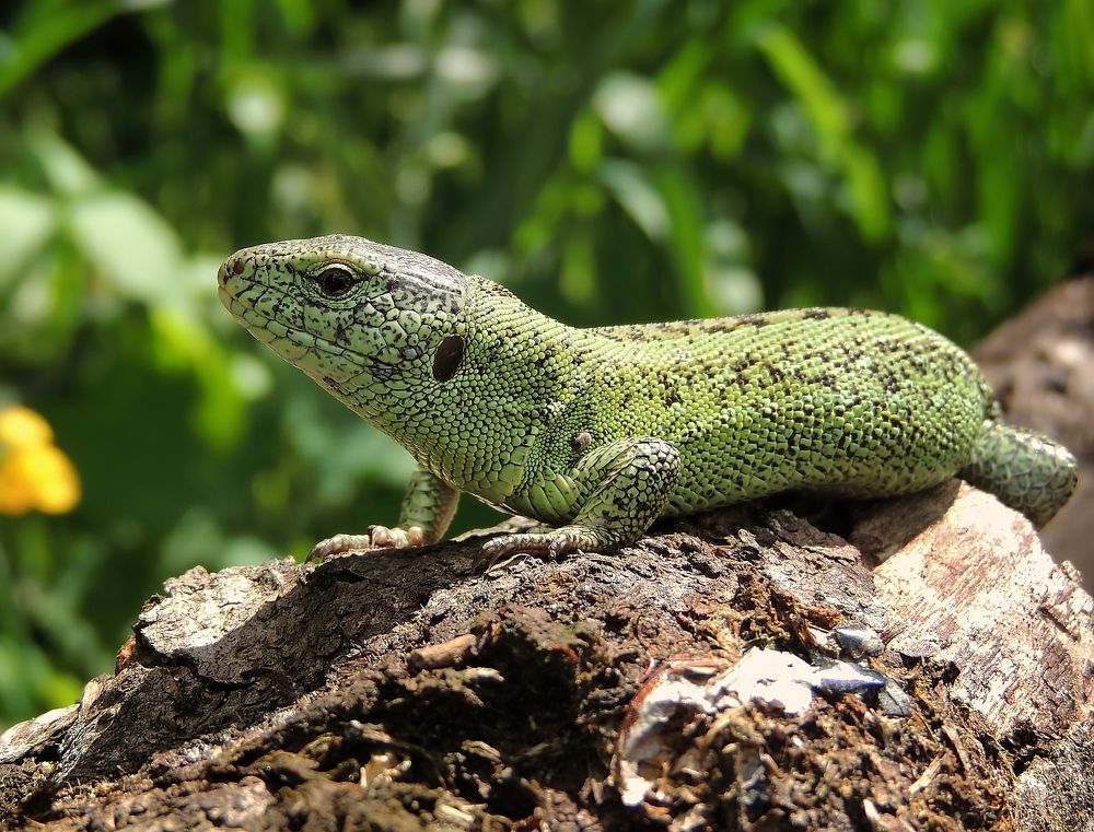 Фотография автора Роман Савоцкий