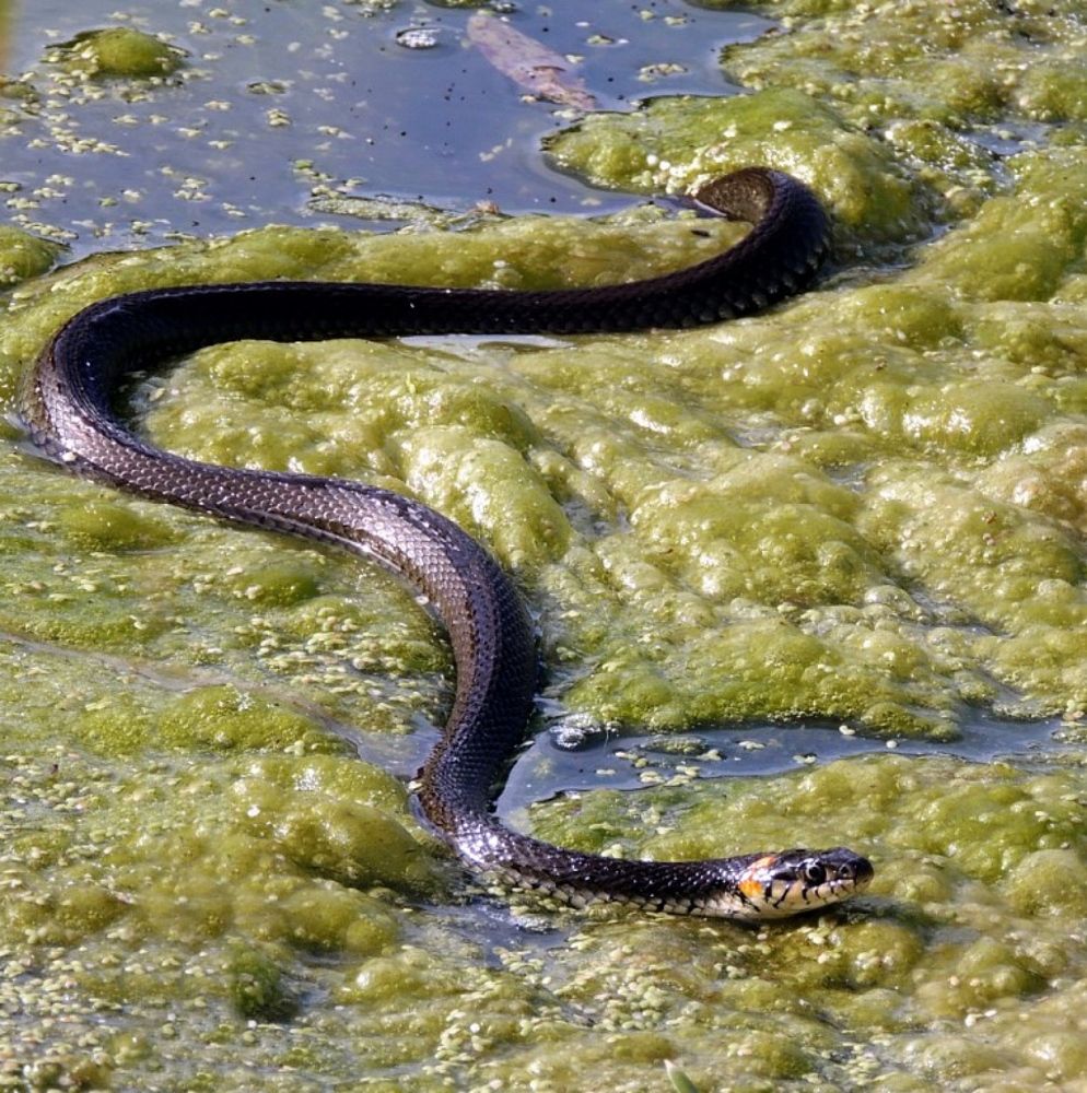 Фотография автора Роман Савоцкий