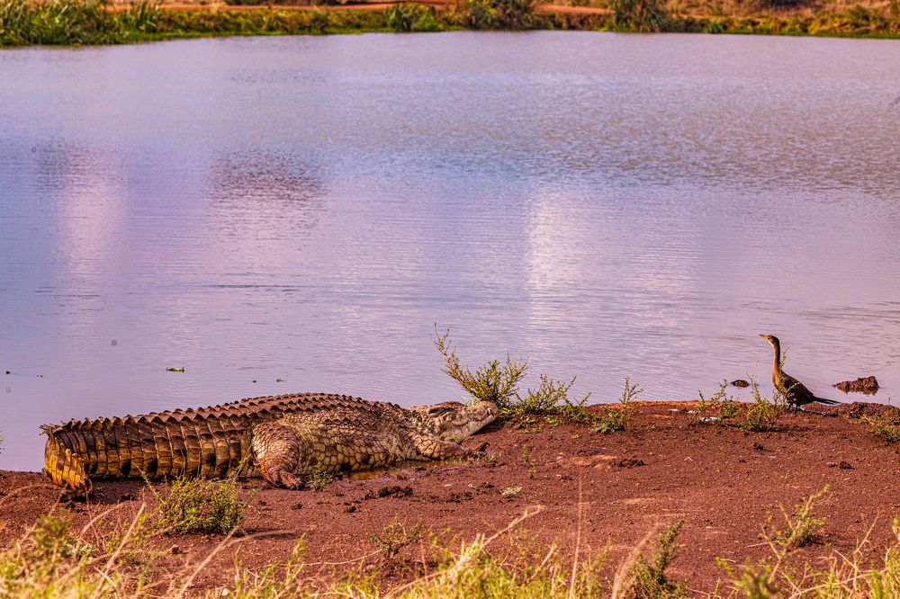 Photograph by Antony Trivet